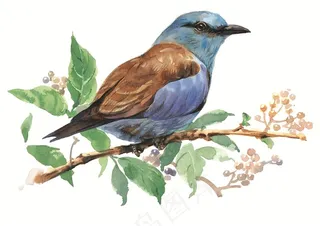 小鸟花鸟画素材