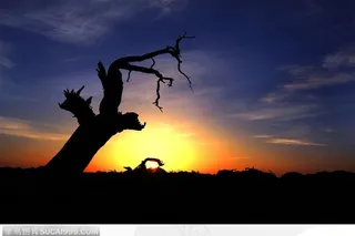 夕阳晚霞中的枯树剪影