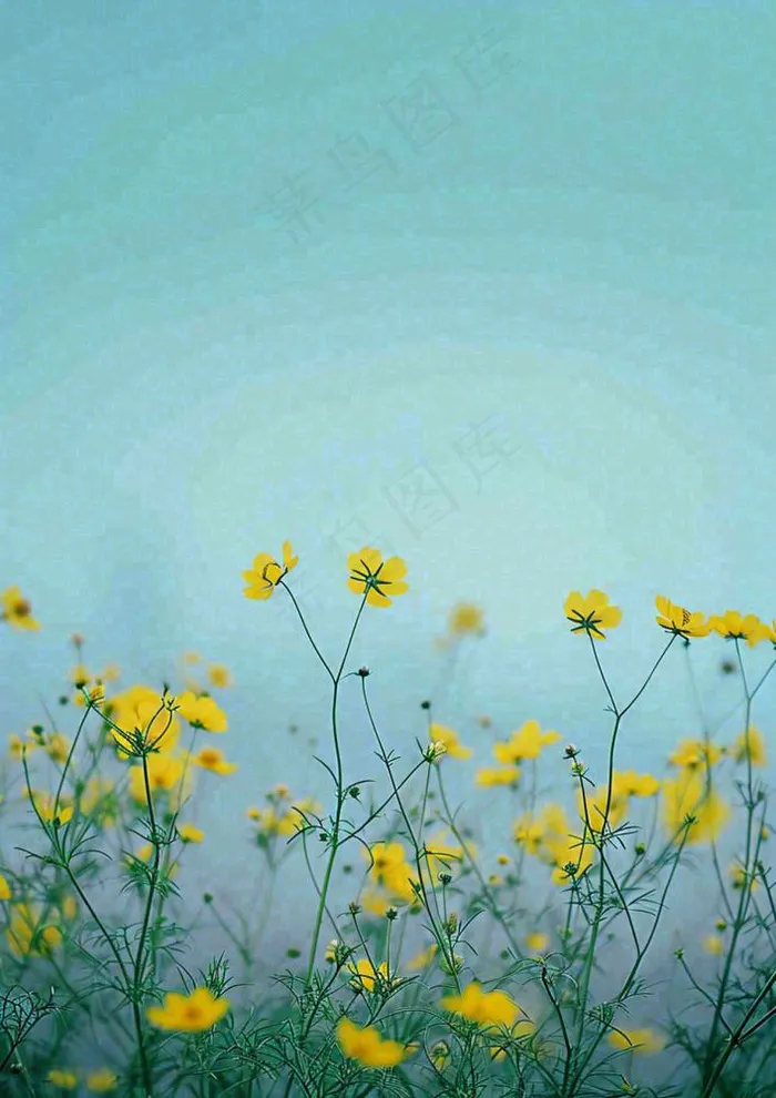 春天黄色的小花，春风，春分，油菜花(928x1312)
