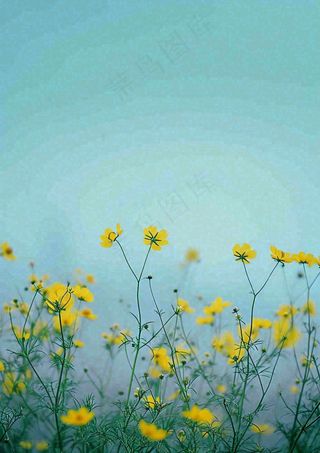 春天黄色的小花，春风，春分，油菜花