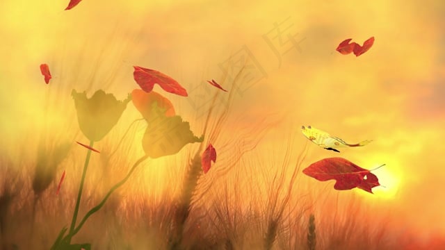 蝴蝶, 草, 花朵, 夏天, 农业, 原野, 百合, 自然