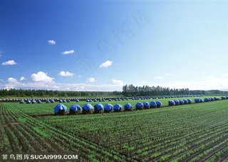 农作物-蓝天白云下种植的小蔬菜苗和田埂边堆放着草堆