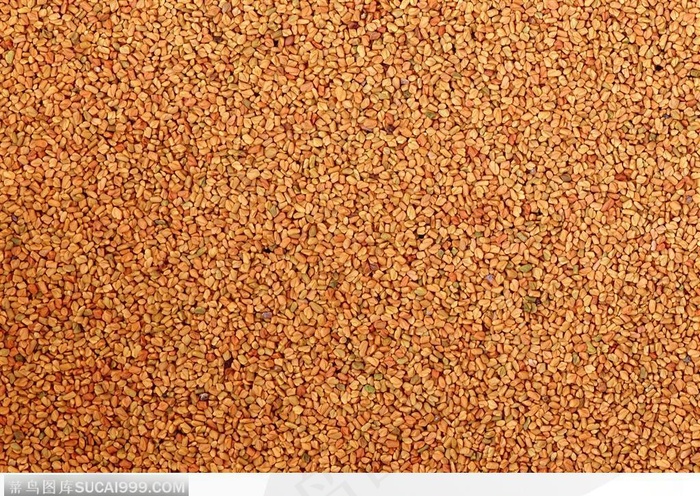 食物背景-金黄的麦子