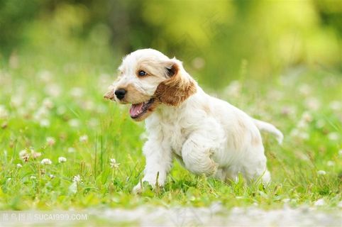 草地里奔跑的小奶狗高清摄影图片