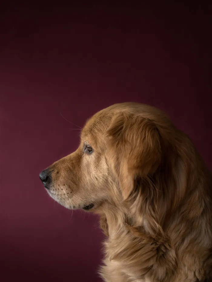 可爱的金毛犬摄影图