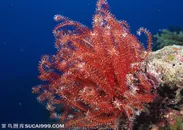 海底生物-海底世界里在礁石上的红色海藻
