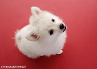 可爱狗狗-抬头的白色小型犬