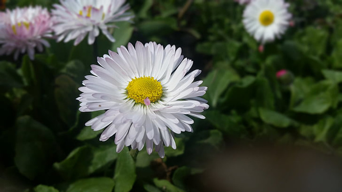 花朵 花束 植物 素材 (257)