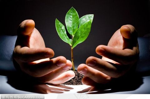 在男人的双手呵护下成长的小树苗