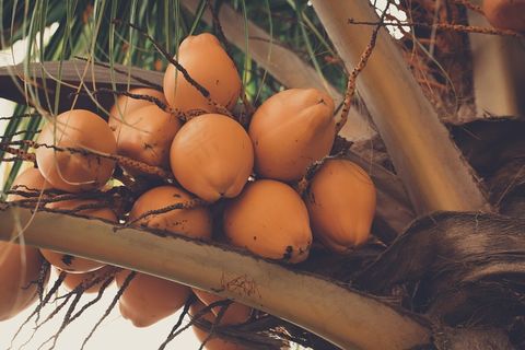 成熟木瓜图片 成熟木瓜图片