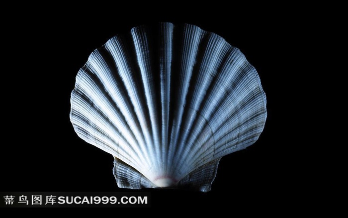 精美的海贝素材图片