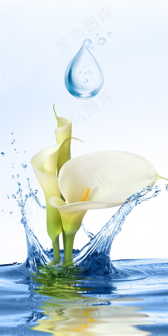 水中的百合花马蹄莲水滴水珠玄关过道背景