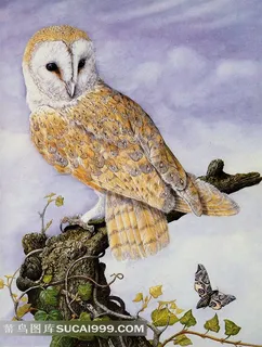 外国大师手绘动物插图树桩上的猫头鹰