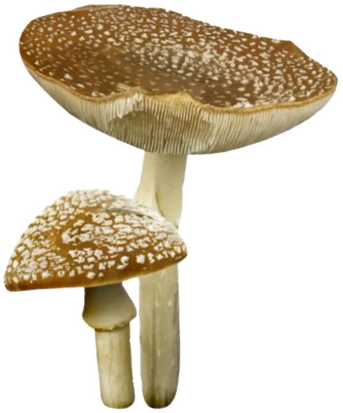 免扣素材真菌蘑菇食材