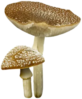 免扣素材真菌蘑菇食材