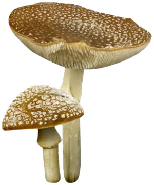 免扣素材真菌蘑菇食材