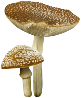 免扣素材真菌蘑菇食材