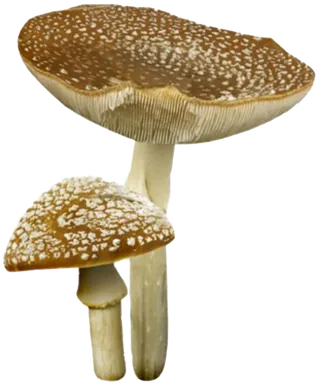 免扣素材真菌蘑菇食材