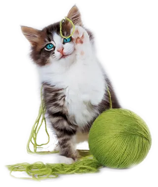 猫咪玩毛线球