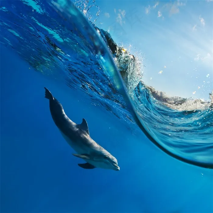 在大海里游泳的海豚