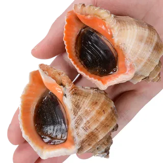 花螺海鲜超市商品红酒白底图免抠实物摄影png格式图片透明底