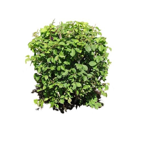 布什植物 PNG免抠(2000x2000)