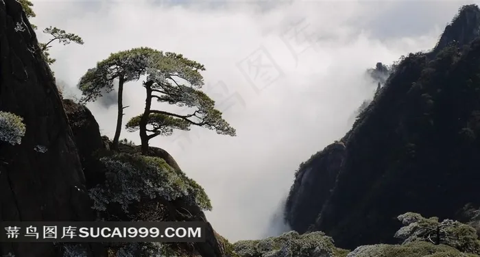 安徽黄山奇松风景