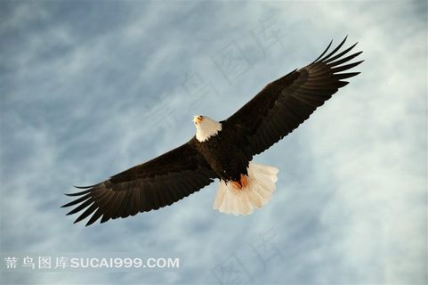 天空中翱翔的雄鹰