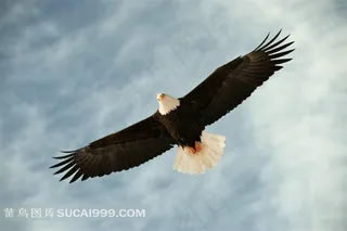 天空中翱翔的雄鹰