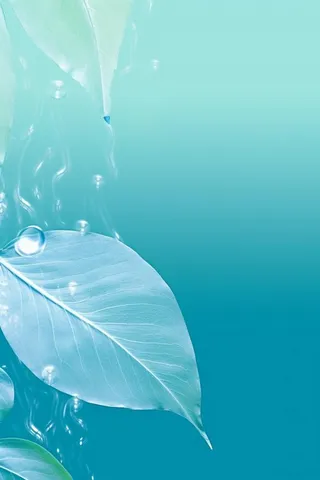 青色露珠透明树叶创意清新节气海报背景