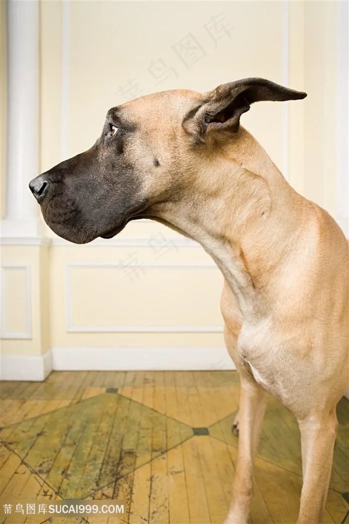 高清大丹犬侧面摄影狗狗图片