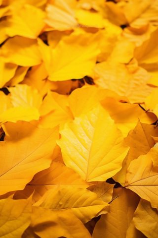 秋天黄色的落叶铺满了地上摄影图