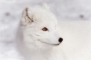 高清白狐摄影图片动物大全