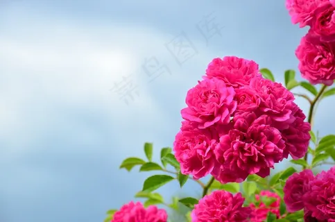 PPT玫瑰花背景图片 PPT玫瑰花背景图片