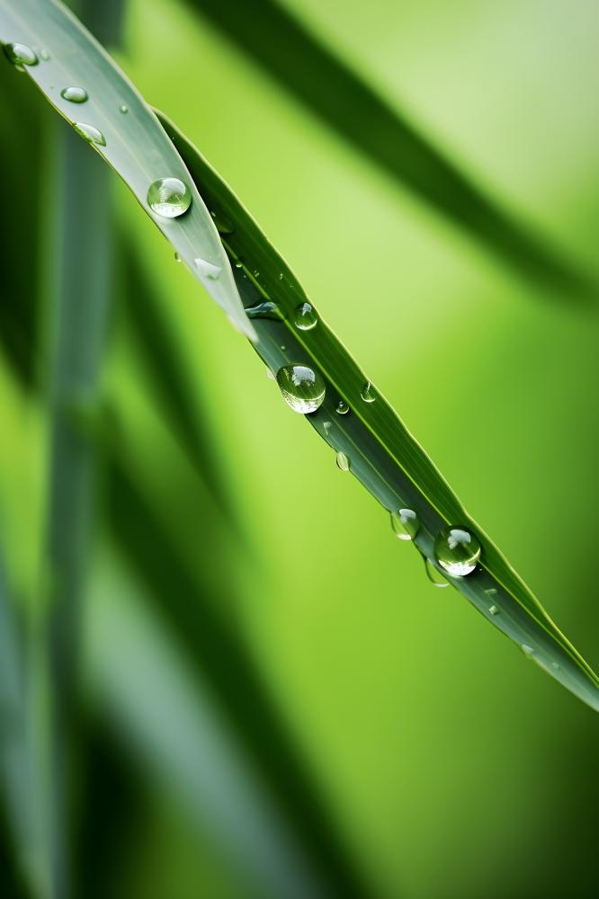 枝叶树叶绿色水滴露珠清新背景