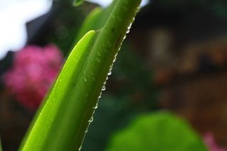 绿色背景图
