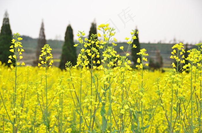 遍地油菜花图片素材