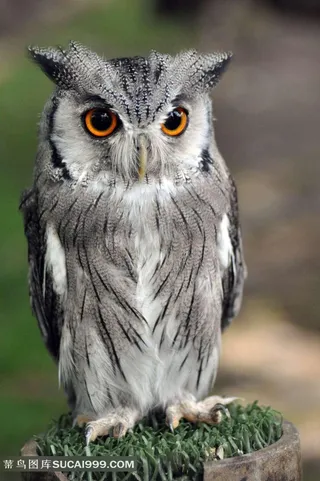 站立的猫头鹰