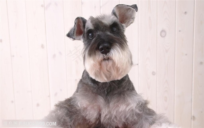 小型犬-张望的可爱宠物狗狗