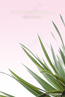 唯美绿叶植物装饰画