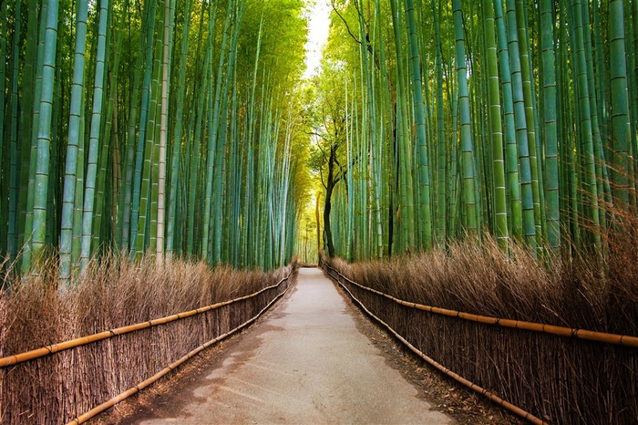 高清竹林林荫小道风景图片