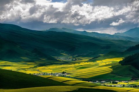 青海祁连卓尔山长焦油菜花风光