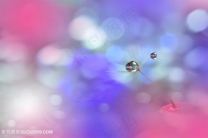 高清梦水珠蒲公英鲜花图片