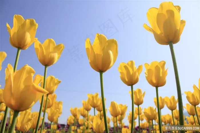 盛开黄色郁金香花朵图片