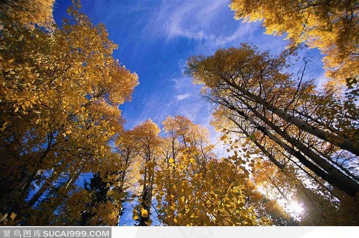 蓝天白云下秋季的黄色树叶树林