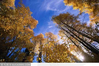 蓝天白云下秋季的黄色树叶树林