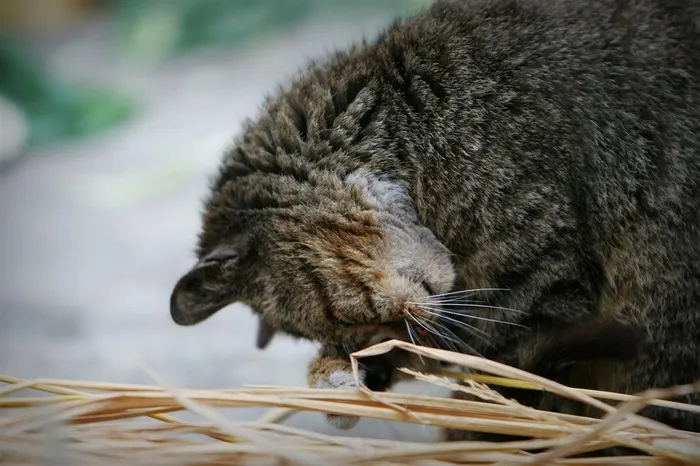 一只灰色的挠脸的猫