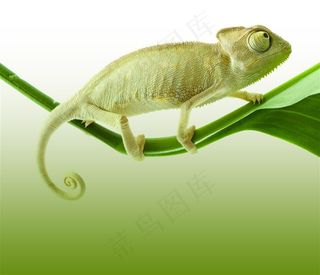 站叶子上的变色龙动物大全
