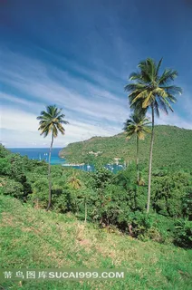 唯美椰子树素材图片