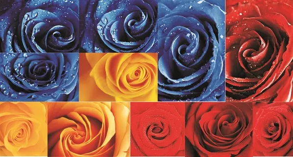 鲜艳的蓝玫瑰高清图片